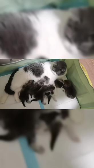 九游体育网页版-被鱼咬狗淘汰烈马分高结鸿图主操接